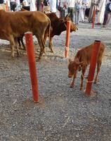 0704_Nizwa; Viehmarkt