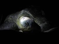 Meeresschildkröte am Strand Ras al Jinz