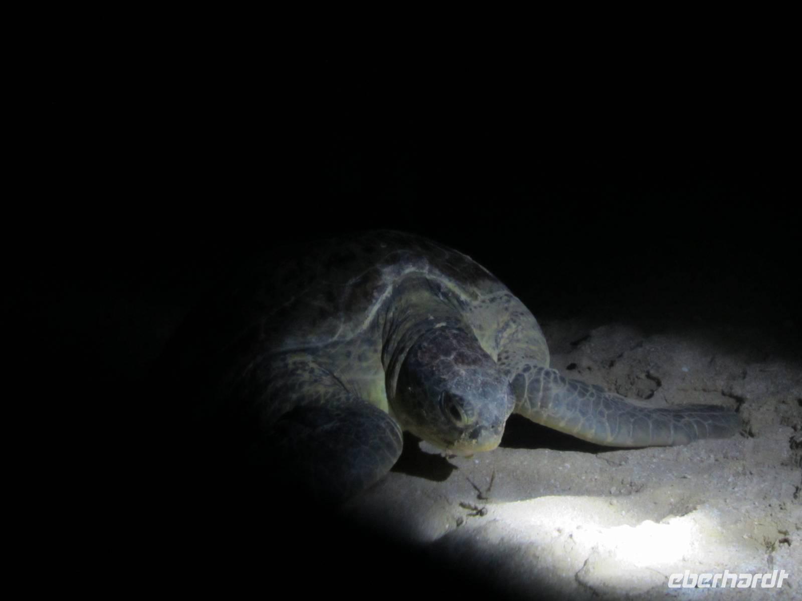 Meeresschildkröte am Strand Ras al Jinz