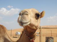 Kamel in der Wahiba Sands