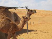 Kamelmutter mit ihrem Jungen