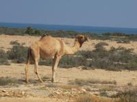 Kamel am Straßenrand