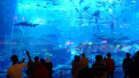 Dubai Aquarium in der Dubai Mall