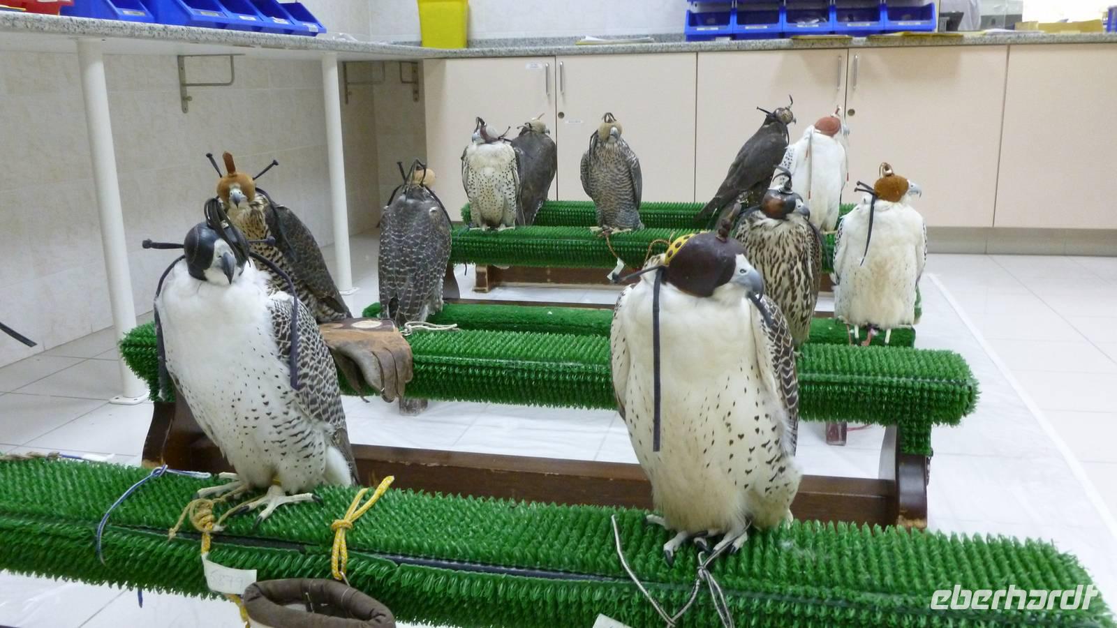 Falkenklinik Abu Dhabi - 