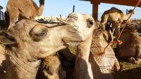 Kamelmarkt Al Ain