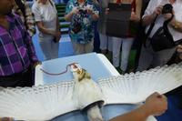 Abu Dhabi: Falkenklinik