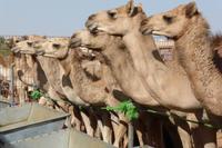 Al Ain: Kamelmarkt