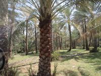 Al Hamra