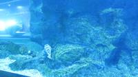 Aquarium Dubai Mall