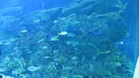 Aquarium Dubai Mall