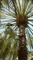 Dattelpalmengarten in Al Ain
