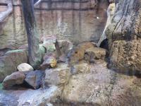 Dubai - Oman - Dubai- Mall - Besuch des Aquariums