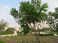 Muscat