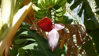Wadi Tiwi: Bananenblüte
