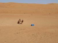 Wahiba Sands
