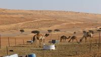 Wahiba Sands