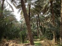 0288 in der Oase in Al Ain