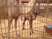 0295 auf dem Kamelmarkt in Al Ain