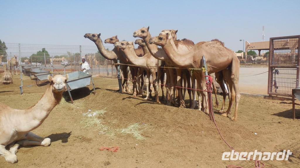 Kamelmarkt