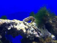 088 Unterwasserzoo in der Dubai Mall