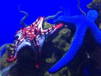 089 Unterwasserzoo in der Dubai Mall