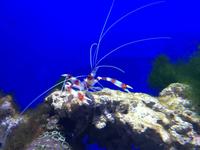 090 Unterwasserzoo in der Dubai Mall