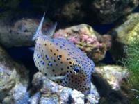 091 Unterwasserzoo in der Dubai Mall