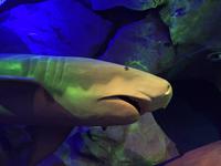 092 Unterwasserzoo in der Dubai Mall