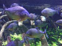 096 Unterwasserzoo in der Dubai Mall