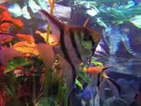 097 Unterwasserzoo in der Dubai Mall