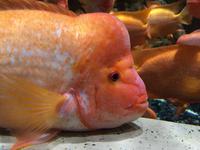 098 Unterwasserzoo in der Dubai Mall