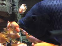 099 Unterwasserzoo in der Dubai Mall