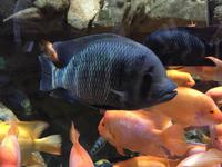 100 Unterwasserzoo in der Dubai Mall