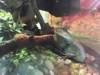 102 Unterwasserzoo in der Dubai Mall