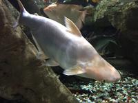 103 Unterwasserzoo in der Dubai Mall