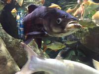 104 Unterwasserzoo in der Dubai Mall