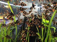 106 Unterwasserzoo in der Dubai Mall