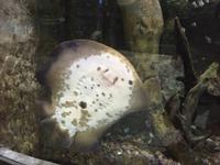 107 Unterwasserzoo in der Dubai Mall