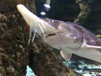 108 Unterwasserzoo in der Dubai Mall