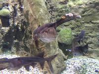 110 Unterwasserzoo in der Dubai Mall