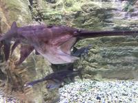 111 Unterwasserzoo in der Dubai Mall