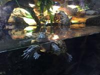 112 Unterwasserzoo in der Dubai Mall