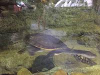 113 Unterwasserzoo in der Dubai Mall