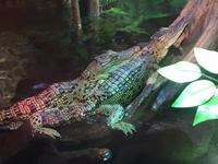 114 Unterwasserzoo in der Dubai Mall