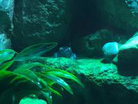 116 Unterwasserzoo in der Dubai Mall