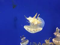 117 Unterwasserzoo in der Dubai Mall