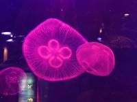 119 Unterwasserzoo in der Dubai Mall