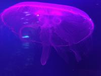 121 Unterwasserzoo in der Dubai Mall