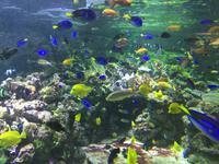 122 Unterwasserzoo in der Dubai Mall