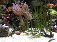 123 Unterwasserzoo in der Dubai Mall